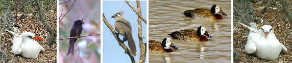 Madagascar Ifaty spiny forest for Birdwatching passionate people