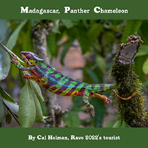 Madagascar fauna and flora, a panther chameleon