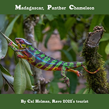 faune et flore de Madagascar, un cameleon panthere