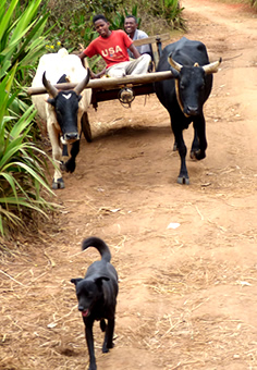 AFF, Tafika Masina national à Madagascar, Alaotra, lac Alaotra, Bemahia Amboavory en région Sihanaka