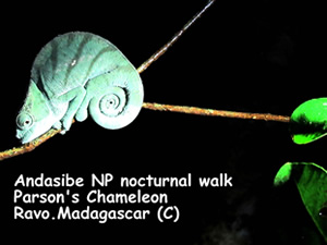 Parson s Chameleon at Andasibe national park
Ravo.Madagascar 2019 © Madagascar - Trip in Madagascar