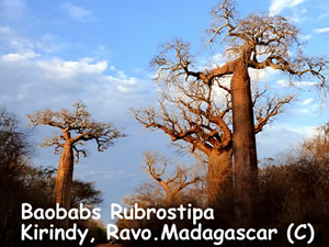 The Baobab fony, the Adansonia rubrostipa which grows on sandy and dry soil,
here at Kirindy western seasonally dry forest - Ravo.Madagascar 2019 © The 6 endemic species of Baobab of Madagascar, by Ravo.Madagascar