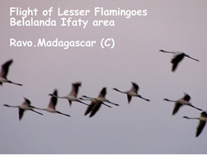Madagascar for Birdwatching passionate people - Birds of Madagascar