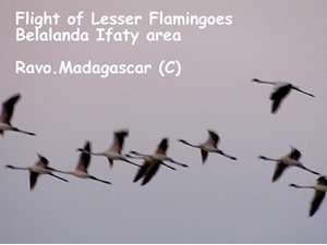 Birdwatching at Belalanda Ifaty marshes - Lesser and Greater Flamingoes
Ravo.Madagascar 2019 © Madagascar for Birdwatching passionate people - Birds of Madagascar
