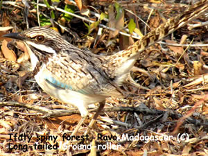 Birdwatching at Ifaty spiny scrub and dry forest - Long-tailed Ground-roller
Ravo.Madagascar 2019 © Madagascar for Birdwatching passionate people - Birds of Madagascar