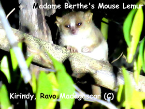 The Microcebus berthae is the smallest Microcebus species and smallest primate in world