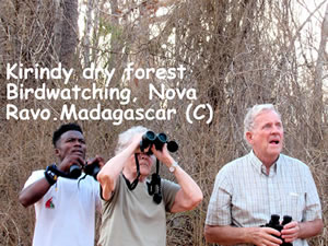 Madagascar for Birdwatching passionate people - Birds of Madagascar