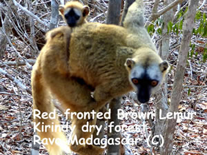 Red-fronted brown lemurs at Kirindy forest, in the west part of Madagascar