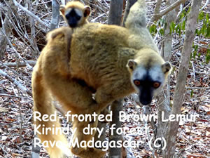 L Ouest de Madagascar, ses Baobabs, ses fameux Tsingy, ses fleuves Manambolo et Tsiribihina