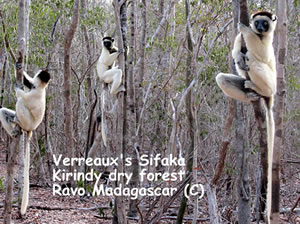 Madagascar and its endemic fauna and endemic flora, here the dancer lemur or the juping lemur, the Verreaux s Sifaka, one of the Sifaka species