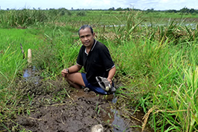 Ravo.Madagascar, voyage dans le Canal des Pangalanes, marche à travers les zones marécageuses de Manerinerina dans les environs d Andovoranto