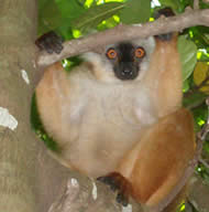 lemur of Madagascar