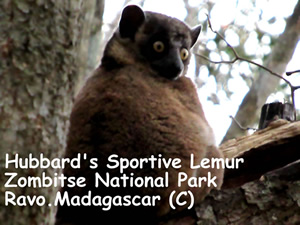 Madagascar, a wonderland for general naturalist - Lemurs and wildlife in Madagascar