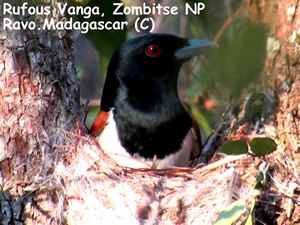 Madagascar for Birdwatching passionate people - Birds of Madagascar