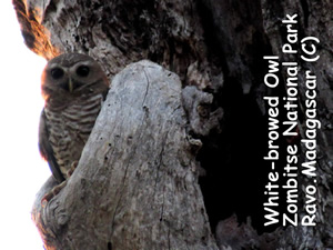 Birdwatching at Zombitse National Park - White-browed Owl
Ravo.Madagascar 2019 © Madagascar for Birdwatching passionate people - Birds of Madagascar