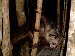 Aye Aye lemur, Madagascar - Photos Ravo.Madagascar