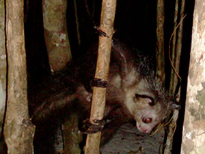 Lemurien nocturne, l Aye Aye de Madagascar - Photos Ravo.Madagascar