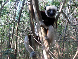 Coquerel's Sifaka in Ankarafantsika National Park, Ravo.Madagascar