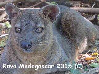 Madagascar, une destination nature, Photo Ravo.Madagascar