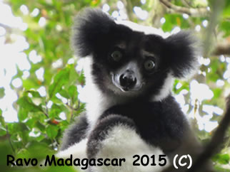 Le plus grand lémurien du monde : l'Indri Indri dans le Parc National d'Andasibe
Pour un inoubliable voyage à Madagascar, merci à vous de me contacter
Ravo.Madagascar 2015 © Les lemuriens de Madagascar - Ravo.Madagascar, webmaster de Pensee Chretienne