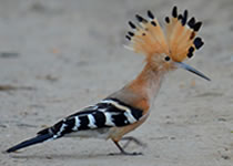 Madagascar for Birdwatching passionate people - Birds of Madagascar
