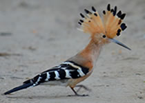 Madagascar Hoopoe at Kirindy deciduous dry forest - Ravo.Madagascar 2016 © Madagascar for Birdwatching passionate people - Birds of Madagascar