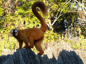 a Common brown lemur, Madagascar, a wonderland for nature lovers and for trekking lovers, Photo Ravo.Madagascar, travel and trip in Madagascar