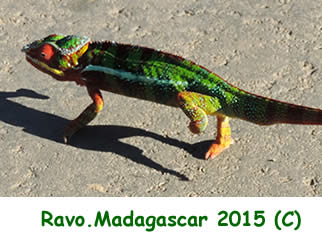 Madagascar, une destination nature, Photo Ravo.Madagascar © Madagascar, une destination nature, Photo Ravo.Madagascar