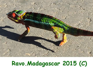 Madagascar, une destination nature, Photo Ravo.Madagascar