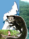 Aye Aye lemur, Madagascar