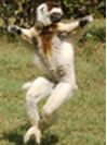 Madagascar, le lemurien danseur, le Sifaka - Pensee Chretienne, webmaster Ravo.Madagascar