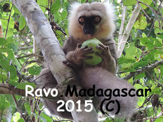 a Sanford s brown lemur, Madagascar, a wonderland for nature lovers and for trekking lovers, Photo Ravo.Madagascar, travel and trip in Madagascar