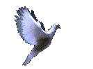 Reflections on Life, It's necessary to live happy - Christian thought