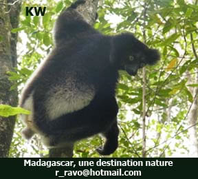 Indri Indri lemur, Photo KW ©, Travel and Trip, The East of Madagascar, a website of Ravo.Madagascar, webmaster of Christian thought