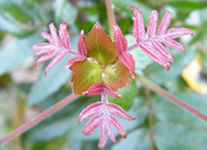 Selling online Photos of Madagascar, pink flower in Andringitra National Park, Ravo.Madagascar 2009 picture