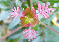 Vente de Photos en ligne, des Photos de Madagascar, fleur rose dans le Parc National de L Andringitra, Ravo.Madagascar photo 2009