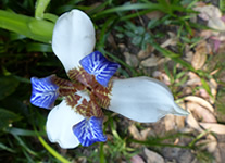 Selling online Photos of Madagascar, blue flower, Ravo.Madagascar 2014 picture