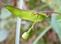 Vente de Photos en ligne, des Photos de Madagascar, fleur verte dans le Parc National de L Andringitra, Ravo.Madagascar photo 2009