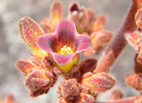 Selling online Photos of Madagascar, flower of succulent plant in Andringitra National Park, Ravo.Madagascar 2009 picture