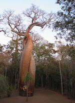 Selling online Photos of Madagascar, young loving baobabs at Kirindy Park, Ravo.Madagascar 2019 picture