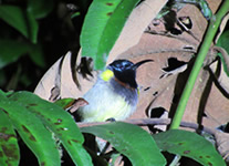 Selling online Photos of Madagascar, sunbird sp. at Ranomafana National Park, Ravo.Madagascar 2019 picture
