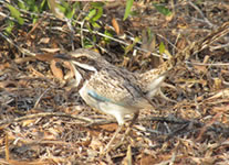 Selling online Photos of Madagascar, Long-tailed Ground-roller at Ifaty spiny forest, Ravo.Madagascar 2019 picture