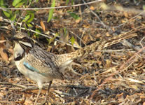 Vente de Photos en ligne, des Photos de Madagascar, brachypterolle a longue queue a Ifaty, Ravo.Madagascar photo 2019