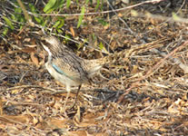 Vente de Photos en ligne, des Photos de Madagascar, brachypterolle a longue queue a Ifaty, Ravo.Madagascar photo 2019