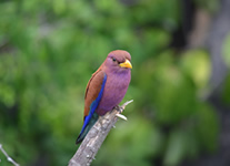 Vente de Photos en ligne, des Photos de Madagascar, rolle violet dans le Parc National des Tsingy du Bemaraha, Ravo.Madagascar photo 2016