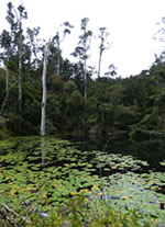 Vente de Photos en ligne, des Photos de Madagascar, lac vert dans la foret du Parc National de Mantadia, Ravo.Madagascar photo 2019