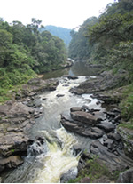 Vente de Photos en ligne, des Photos de Madagascar, ruisseau dans le Parc National de Ranomafana, Ravo.Madagascar photo 2019