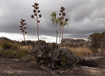 Selling online Photos of Madagascar, aloes succulent plant at Andringitra National Park, Ravo.Madagascar 2017 picture