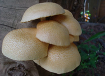 Selling online Photos of Madagascar, rare mushrooms at my garden, Ravo.Madagascar 2017 picture