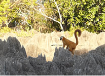 Selling online Photos of Madagascar, brown lemur at the Tsingy of Bemaraha National Park, Ravo.Madagascar 2014 picture